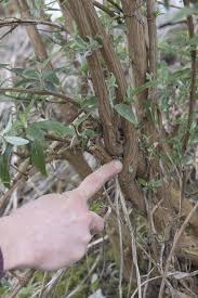 Sommerflieder Schneiden So Geht S Richtig Sommerflieder Flieder Flieder Schneiden