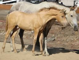 Check spelling or type a new query. Pearl Veterinary Genetics Laboratory