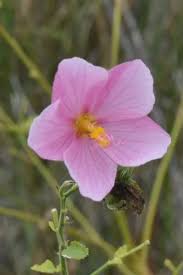 Image result for Kosteletzkya grantii