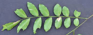 Image result for Erythrococca zambesiaca