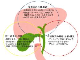 5分でわかる 肝臓の構造と機能 人体最大の化学工場を理系大学院生がわかりやすく解説 ページ 2 3 Study Z ドラゴン桜と学ぶwebマガジン