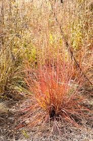 Image result for Stolzia compacta