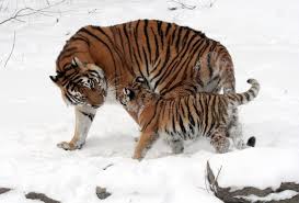Find over 19 of the best free jpg images. Tiger Free Stock Photos Download 160 Free Stock Photos For Commercial Use Format Hd High Resolution Jpg Images
