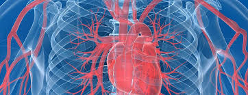 Coronary medical concept as a circular vein with gradual plaque formation resulting in clogged arteries and atherosclerosis. Anatomy And Function Of The Coronary Arteries Johns Hopkins Medicine