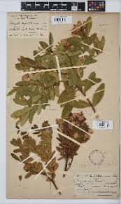 Image result for Polygala gazensis