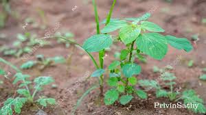 Image result for Acalypha fruticosa