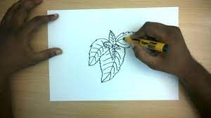 Collection of drawing ideas, how to draw tutorials. How To Draw A Mint Leaves Easy Step By Step Drawing For Kids Youtube