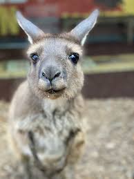 Image result for kangaroo