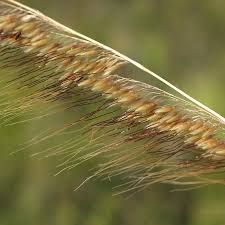 Image result for Sorghastrum nudipes