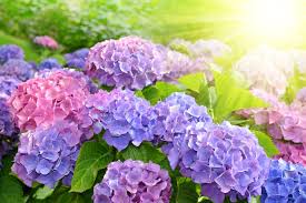 It is believed that a person who chooses a bouquet of white flowers as a gift trusts the. Hydrangea Flower Meaning Flower Meaning