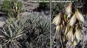 Banana yucca is so named because someone thought the fruit looked like bananas. Types Of Yucca Plants With Pictures Identification Guide