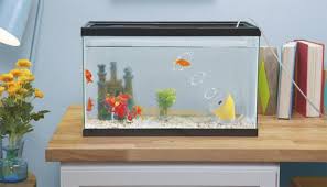 あなたの金魚がアリエルみたいになる 水槽の中で輪っかの気泡を出すマシーンが登場 金魚 気泡 水槽