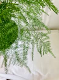 Image result for Asparagus setaceus