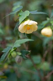 Image result for Abutilon