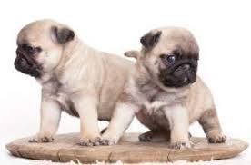 Pug Puppy Care How To Take Great Care Of Your Pug Puppy