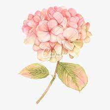 Hydrangea Transparent Watercolor Pink Hydrangea Clip Art Transparent Png Botanical Watercolor Watercolor Hydrangea Flower Painting