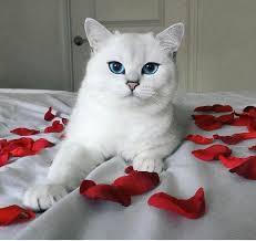 Caes E Gatos Mais Fofos Do Mundo Valentine S Cat Gatos Bonitos Gatos De Estimacao Gatos