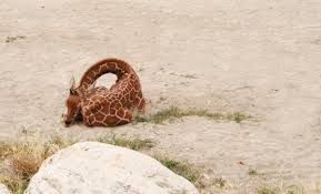 In natura, dormire ha un prezzo molto alto ovvero la vulnerabilità. Come Dormono Le Giraffe Con Foto