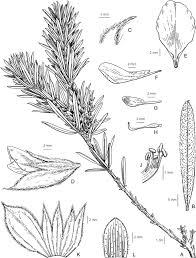 Image result for Otholobium foliosum