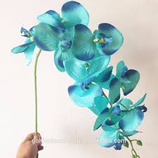 Where can i buy flying duck orchids in the u s. Wholesale Cheap Silk Phalaenopsis Orchid Artificial Phalaenopsis Orchids For Home Decoration Orchids Phalaenopsis Buy High Quality Silk Phalaenopsis Orchid Artificial Phalaenopsis Orchids Orchids Phalaenopsis Product On Alibaba Com