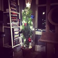 Christmas cactus is one of the seasonal flowering plants that makes a great show of color during the holidays. Pet Owners Share The Clever Ideas They Came Up With To Pet Proof Their Christmas Trees