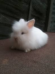 We did not find results for: Blue Eyed White Lionhead Rabbit Novocom Top