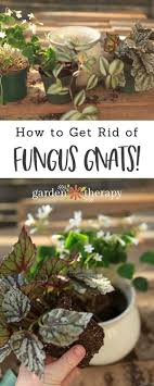 Gnats fly in large numbers and often occupy soil and other wet areas. Prevent And Get Rid Of Annoying Fungus Gnats Naturally Garden Therapy Plant Pests Organic Vegetables Organic Gardening Tips