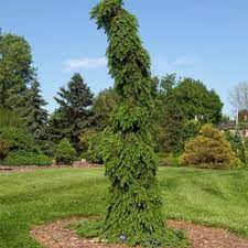 Deeper green needles and a narrowly upright, uniform habit distinguish this exceptional selection. Bruns Weeping Serbian Spruce Naturehills Com