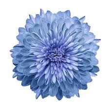 Chrysanthemum Blue. Flower On Isolated White Background With ...