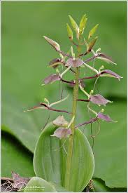 Image result for Liparis bowkeri