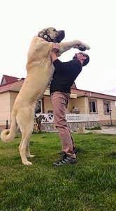 There are plenty of premium brands that cater to giant dog breeds and have kibble blends that meet their needs. Die 24 Besten Ideen Zu Kangal Hund Kangal Hund Hunde Hunderassen