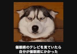 é¢é£ç»å