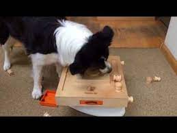 Clever Border Collie Shows His Intelligence Youtube Border Collie Collie Red Border Collie