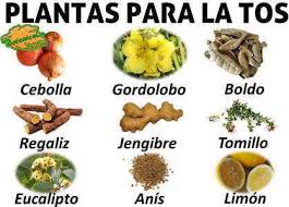 Plantas Medicinales Para La Tos Botanical Online