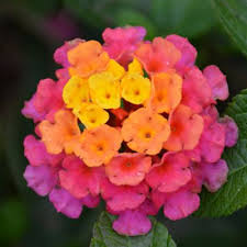 Image result for Lantana tiliifolia