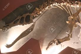 June 8, 2021, 5:00 am. Dinosaur Skeleton In 2d With Highlighting Stock Photo Picture And Royalty Free Image Image 46023652