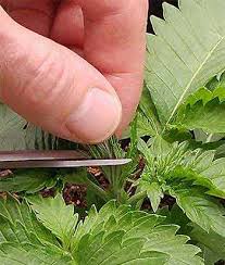 How many times can you fim a plant? Fimming And Topping Cannabis Plants Ultimate Guide