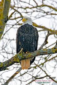 Nova Scotia Bird With Red On Back Of Head Bald Eagles And Red Tailed Hawk Aves Animales Pajaros