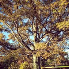 Image result for Quercus phellos