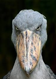 Creepy Bird With Big Eyes Shoebill Stork His Forehead Was Scratched With Deep Crevices His Eyes Raging Like A Winter Thunderstorm His Large His Shoebill Shoebill Stork Animals Wild