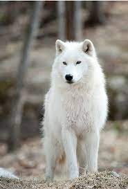 Arctic Wolf By Wolvesonly Redbubble Arctic Wolf Wolf Spirit Animal Wolf Dog