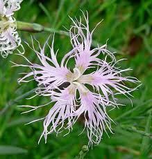 Pin On Flowers