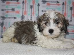 Cupids havanese puppies born december 25th at cupids havanese waynesville ohio. Havanese Dog Male Gray White 2626989 Pet City Houston