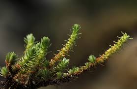 Image result for Crassula lanceolata