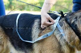 Measuring your dog for harnesses in order to choose the right size of any type of harness, first you'll need his chest and neck measurement. How To Size Your Dog For The Right Harness Size Dog Walking Harness And Anti Pull Harnesses For Easy Walk In Miraculous Styles Dog Walking Harnesses Store
