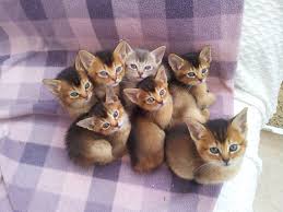 Abyssinian kittens for sale, (felis catus), also known as ethiopian kittens are short haired dometic kittens with a unique and interesting ticked coat. The Kuwait Cats And Kittens Adoption And Sales Email Us At Alimaendoreen Gmail Com Abyssinian Kittens Ready For Rehoming