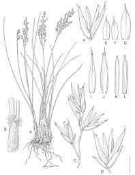 Image result for Styppeiochloa