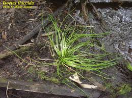 Image result for Isoetes