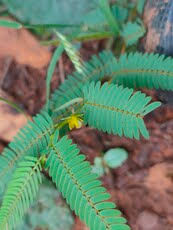 Image result for Tetrapogon tenellus