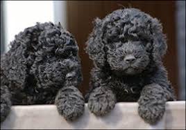 Raising well bred and well socialized barbet puppies is our priority. French Water Dogs Uk